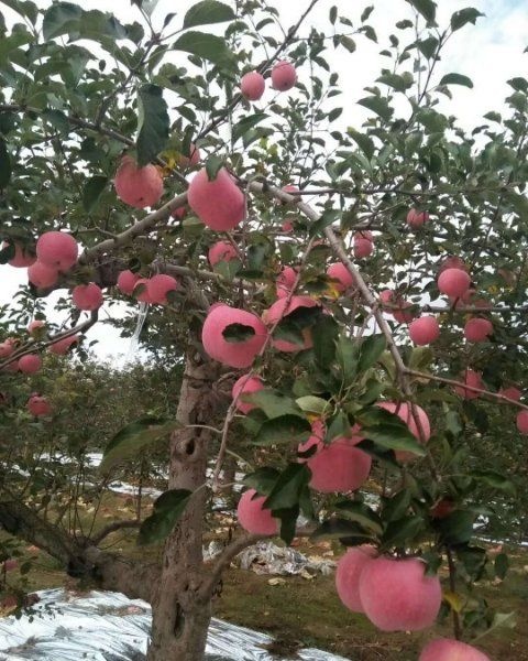 蒲城县 苹果基地直供