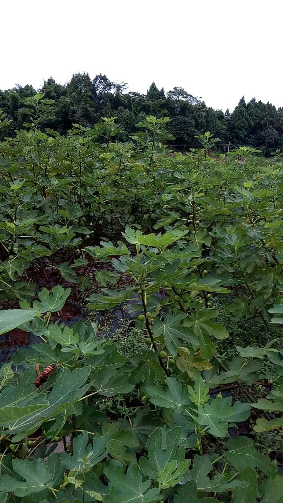 自家苗圃种植，波姬红无花果树苗大量出售中