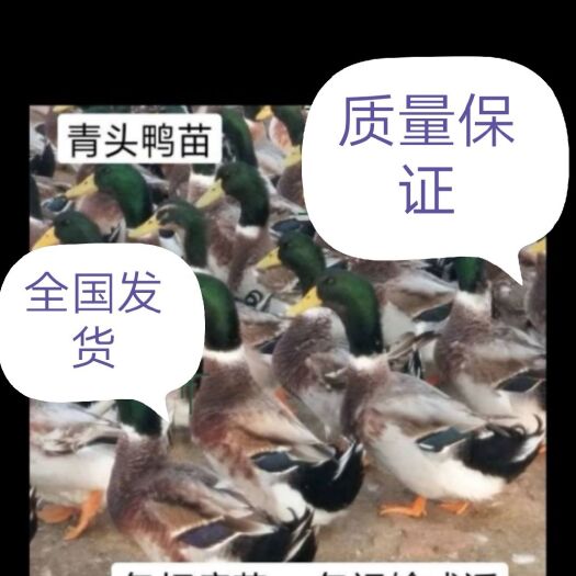南宁 大种杂交鸭苗-大种青头鸭苗-包疫苗-包活到家