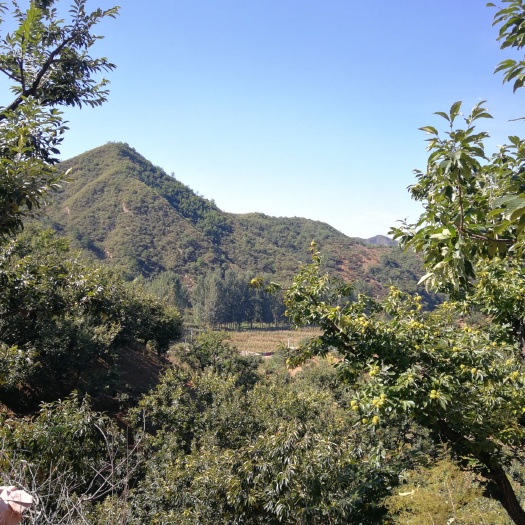 青龙县赤花小豆 自家种植红小豆