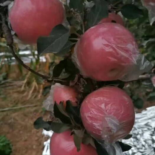 饶阳县红富士苹果  基地直供