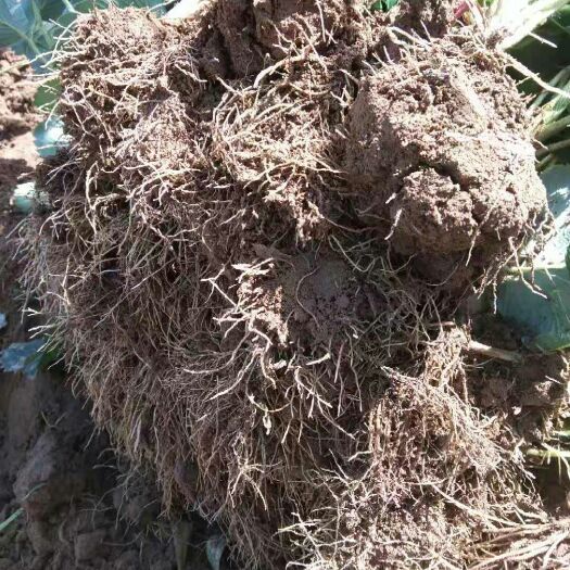 安丘市假植苗优质法兰蒂，甜查理草莓苗大量供应中