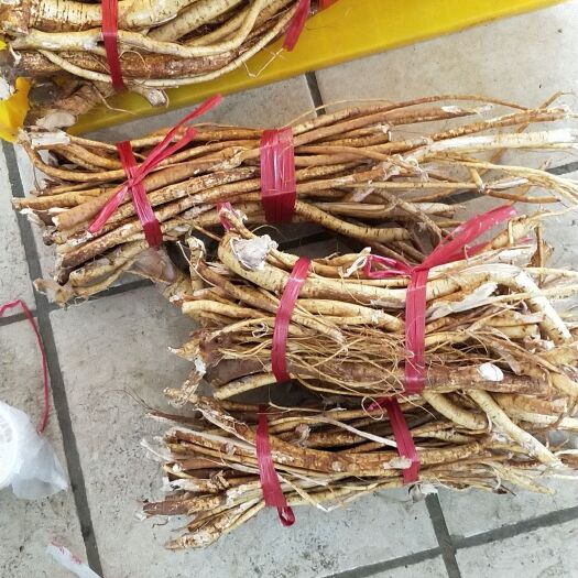 英德市 精品五指毛桃
