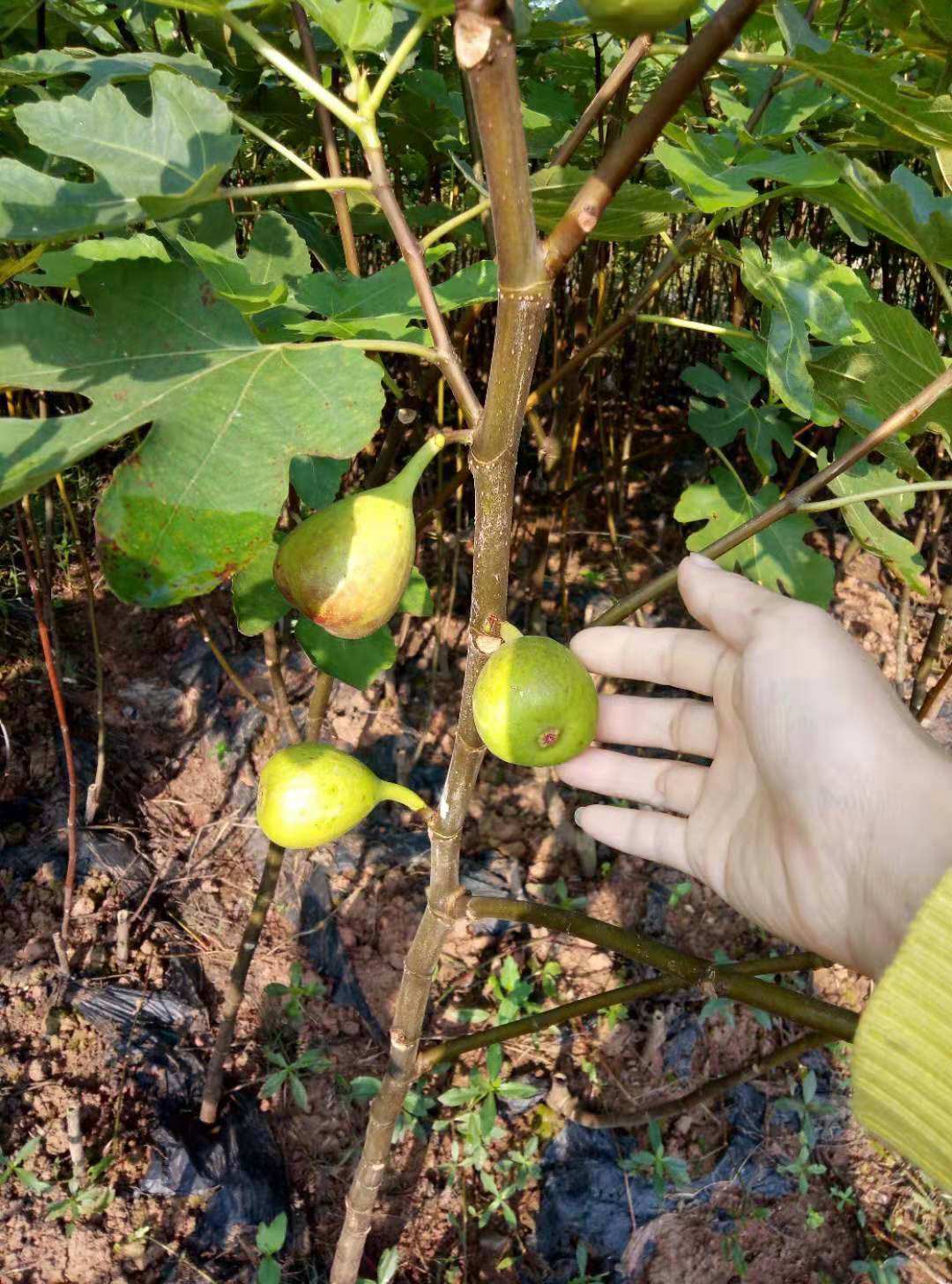 自家苗圃种植，波姬红无花果树苗大量出售中