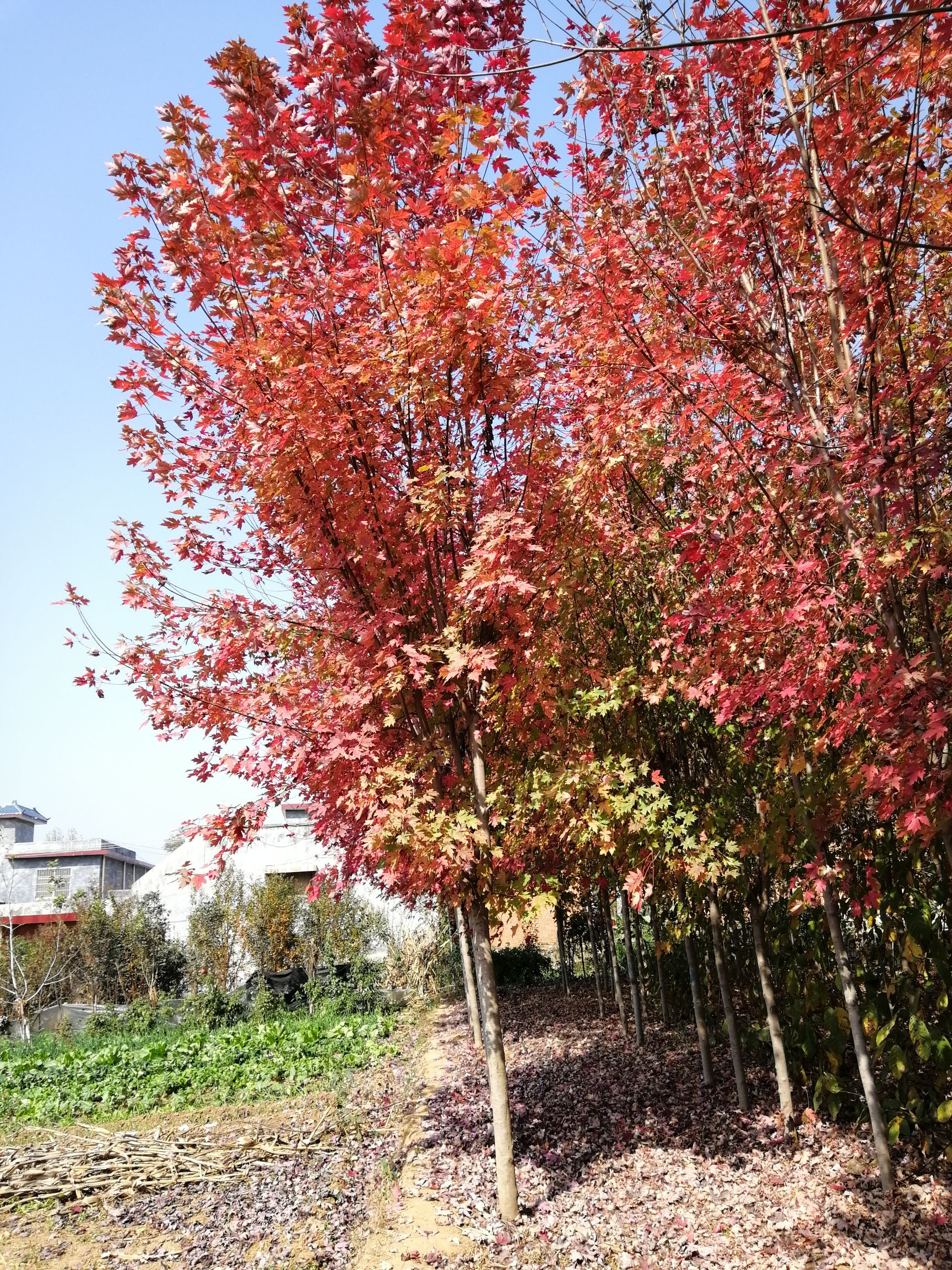  美國(guó)紅楓基地 秋火焰 美國(guó)紅楓價(jià)格美國(guó)紅楓樹苗批發(fā)基地直銷