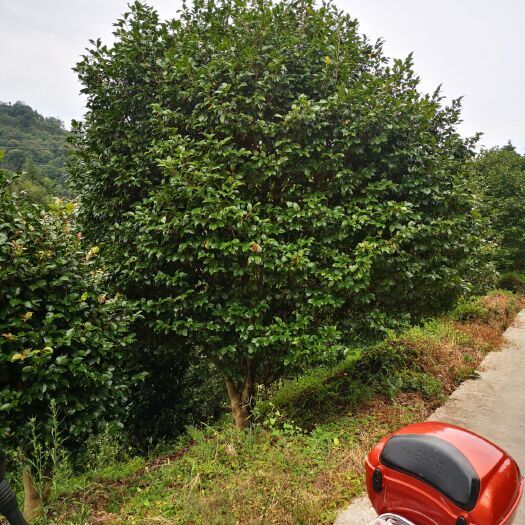 高县山茶花 140cm以上