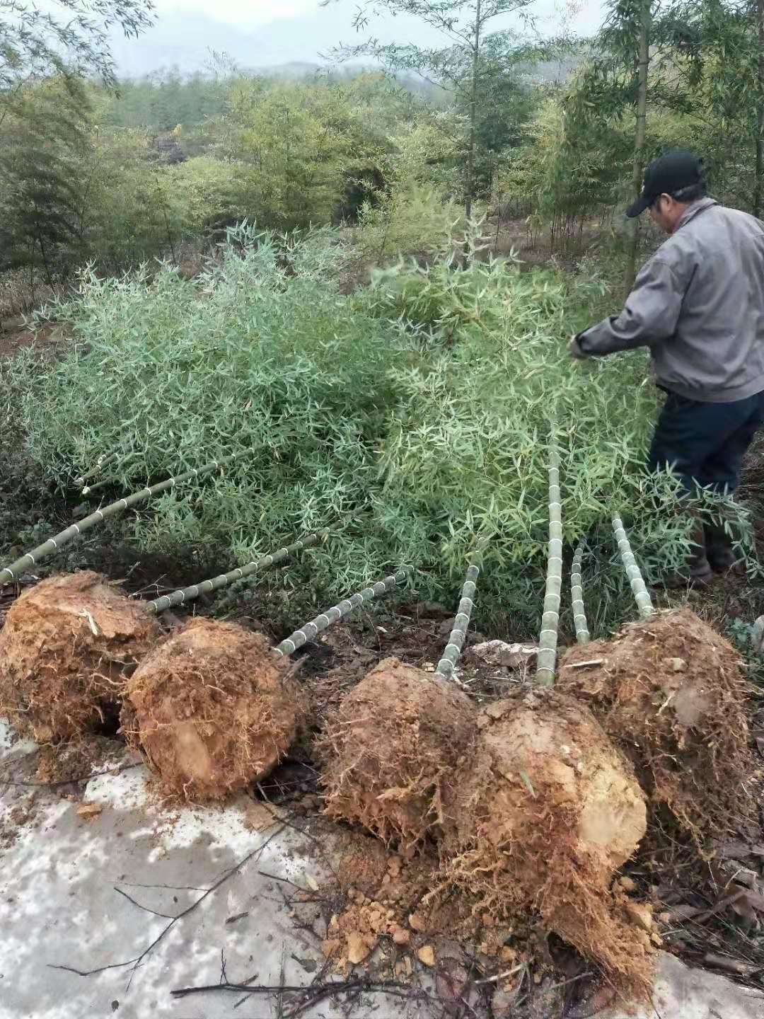  中国紫竹之乡～广德