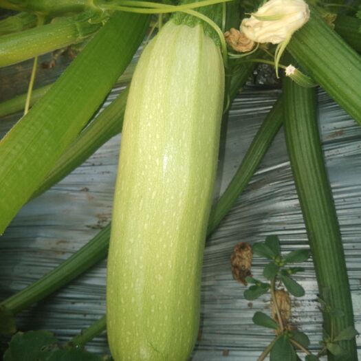 青州市绿皮西葫芦 1斤~1.5斤