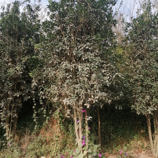 马关县八月桂