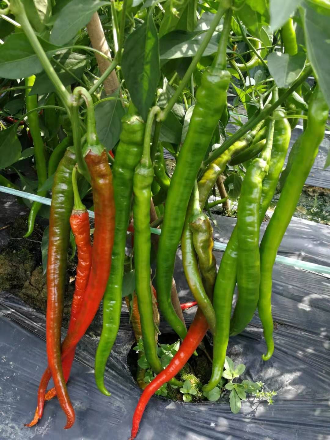 线椒苗 市场热销的线椒，牛角椒，泡椒，螺丝椒苗/陇椒，朝天椒现苗供应