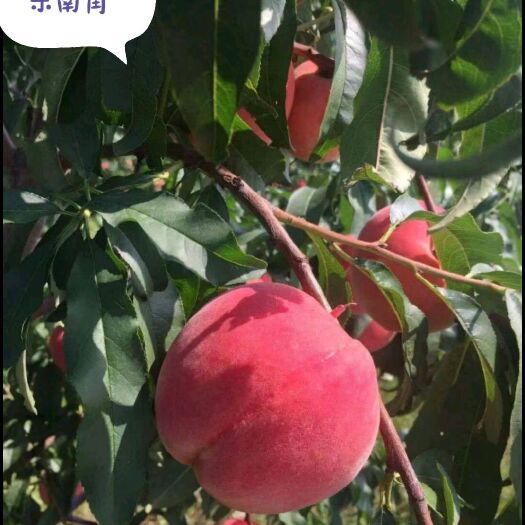 濮阳县雪桃 今年映霜红下来了，提前预订吧！