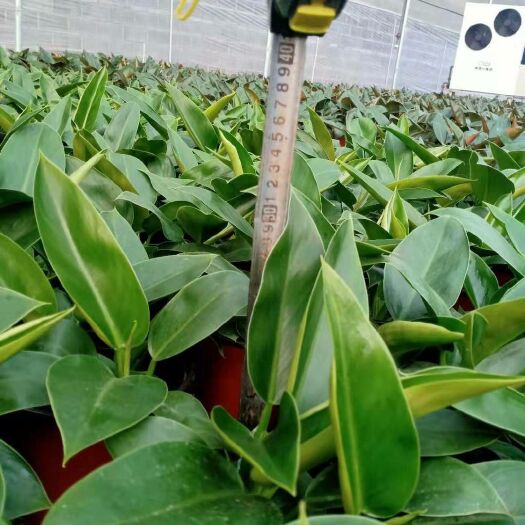 邱县金钻盆栽 大量出售红金钻泰钻