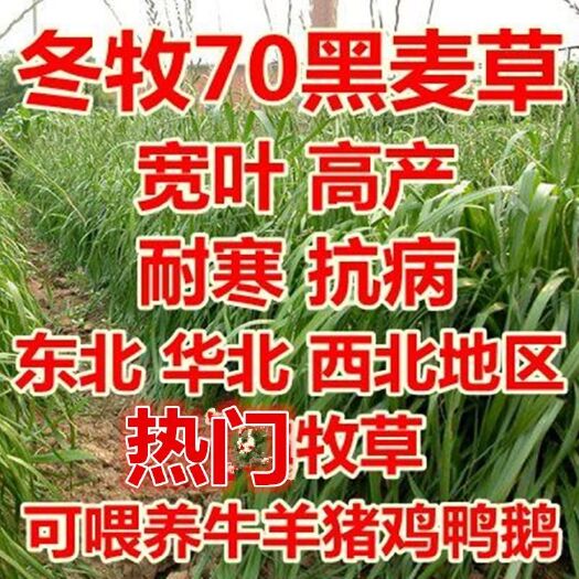 沭阳县冬牧草种子  秋播牧草种子南方北方冬牧70牧草种子养羊鱼鸡高