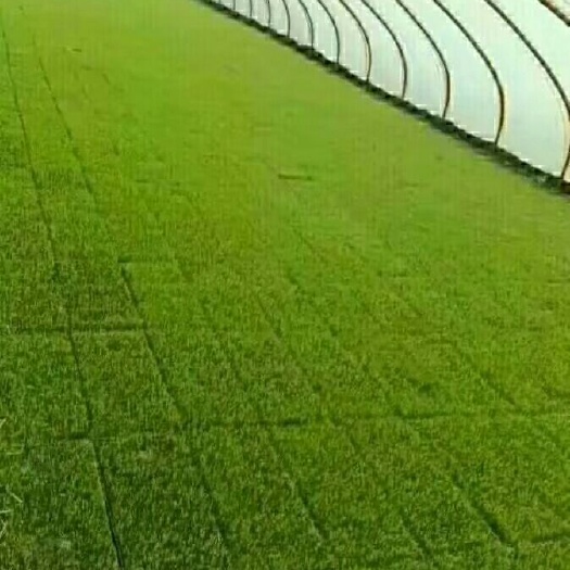 前郭县 东北大米  纯松花江水灌溉 绿色大米