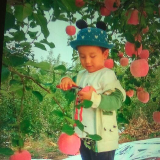 栖霞市栖霞苹果 好货，次货都有不包括人工包装及运输一无久无三无吧无私酒二