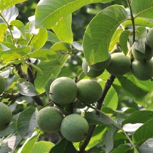 周口嫁接核桃苗 1.5公分左右 清香 香玲  薄皮核桃树苗
