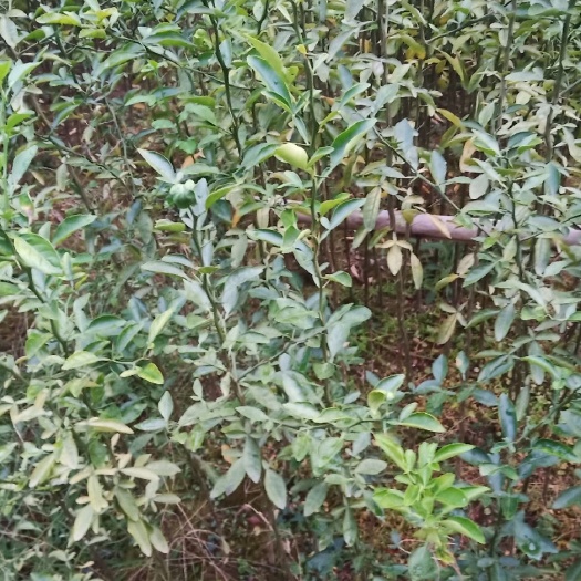 桂林枳橙砧木  枳橙苗  枳橙小苗 可嫁接各种优良品种柑橘类苗木