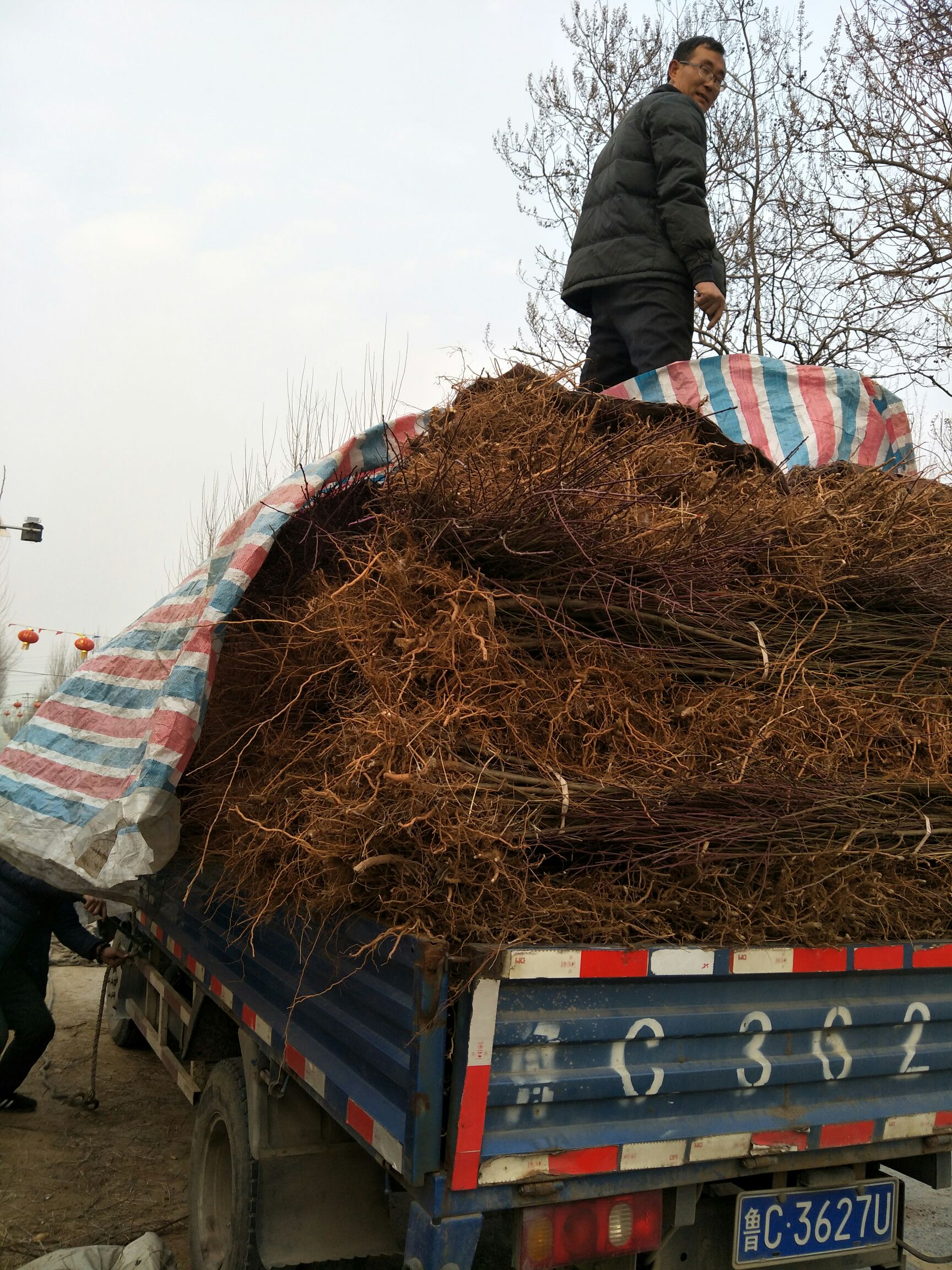 山毛桃樹苗 基地大量供應(yīng)桃樹實(shí)生苗，占地用苗