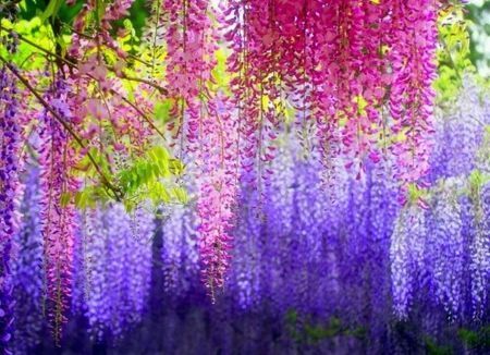 平邑县 紫藤花苗