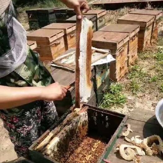 大荔县自家正宗枣花蜜1斤包邮，买2斤送1斤