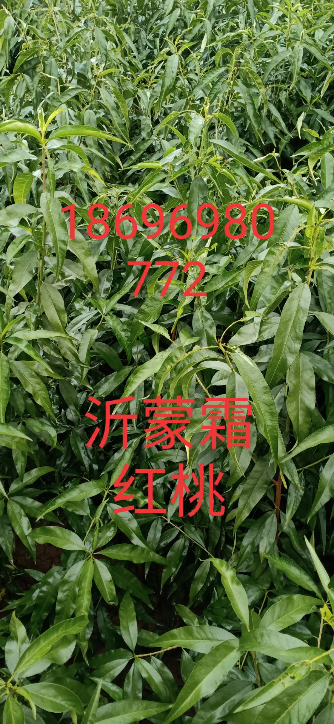 十月黄金桃 葡萄 李子 桃子 车厘子 板栗