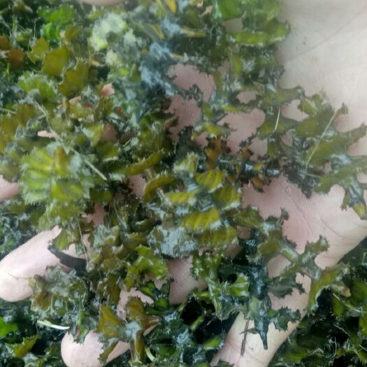 鱼台县菹草 麦黄草