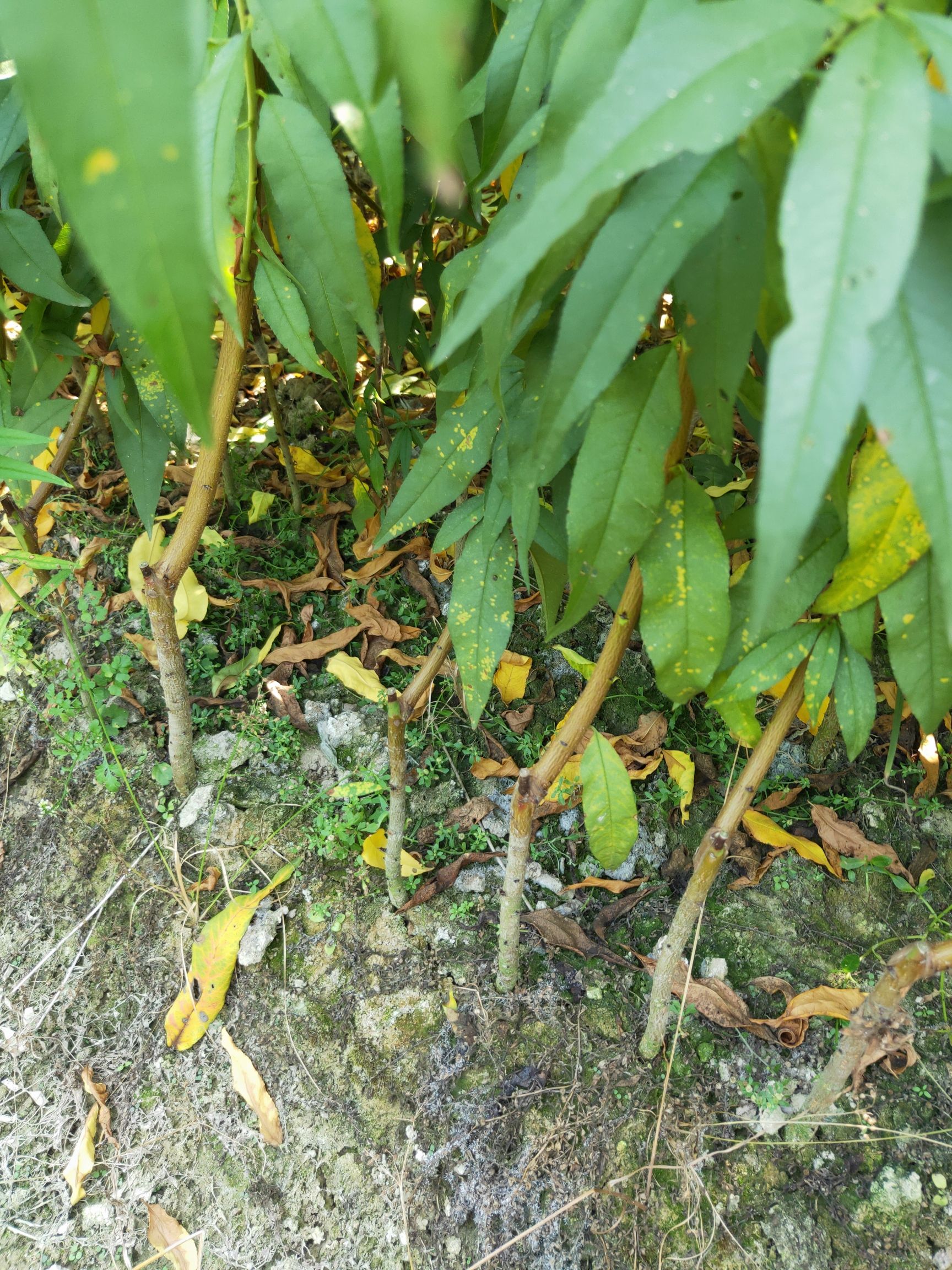 黄桃树苗 早熟黄桃黄金蜜1号及中晚熟桃锦绣黄桃锦花黄桃苗黄金