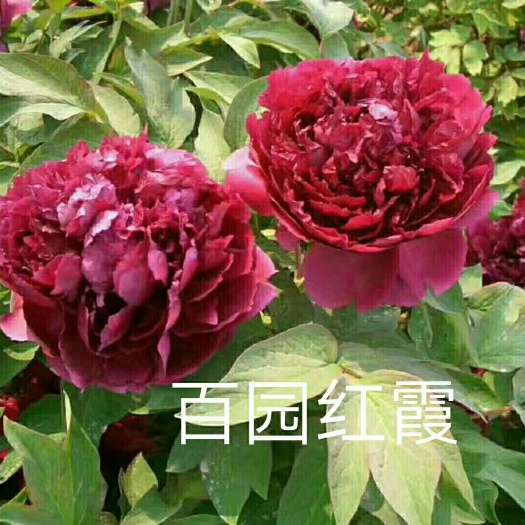 菏泽 观赏牡丹，牡丹苗，百园红霞
