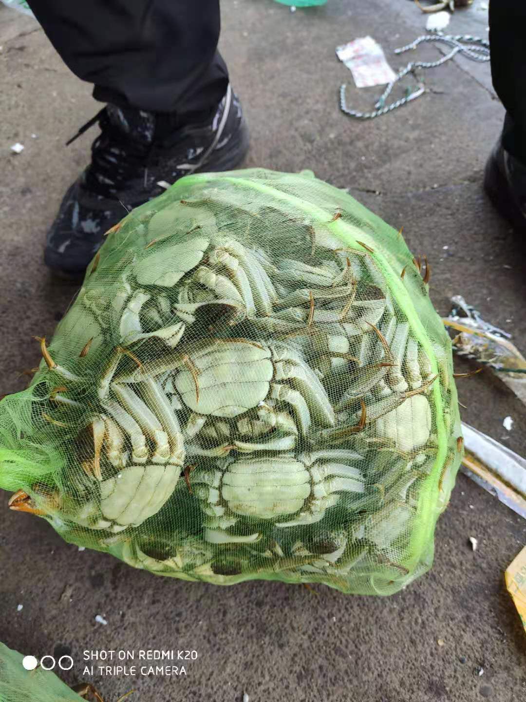  大闸蟹鲜活现货大螃蟹味甜2母蟹 全母蟹活