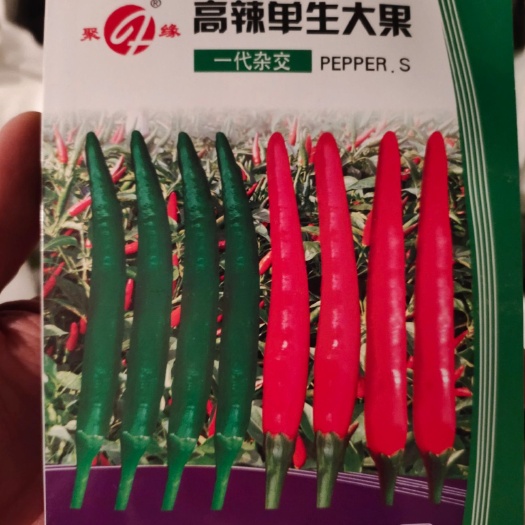 砀山县朝天椒种子 杂交种 ≥85%
