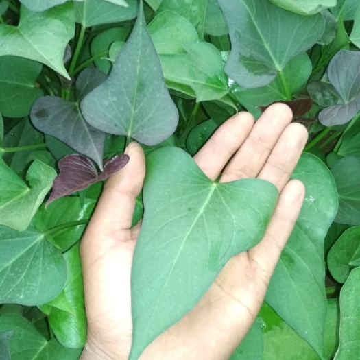 西瓜红红薯苗  农科院西瓜红脱毒红薯苗，  超甜蜜薯