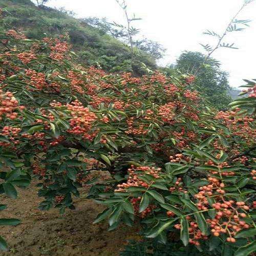 大紅袍花椒苗 大紅袍花椒樹苗