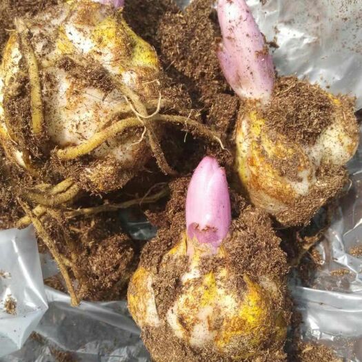 凌源市百合种球 茬子球价格低，质量好，是鲜切花的选择
