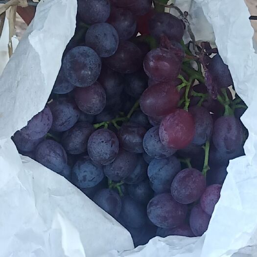 烟台山东烟台蓬莱大量 精品红宝石葡萄有意联系