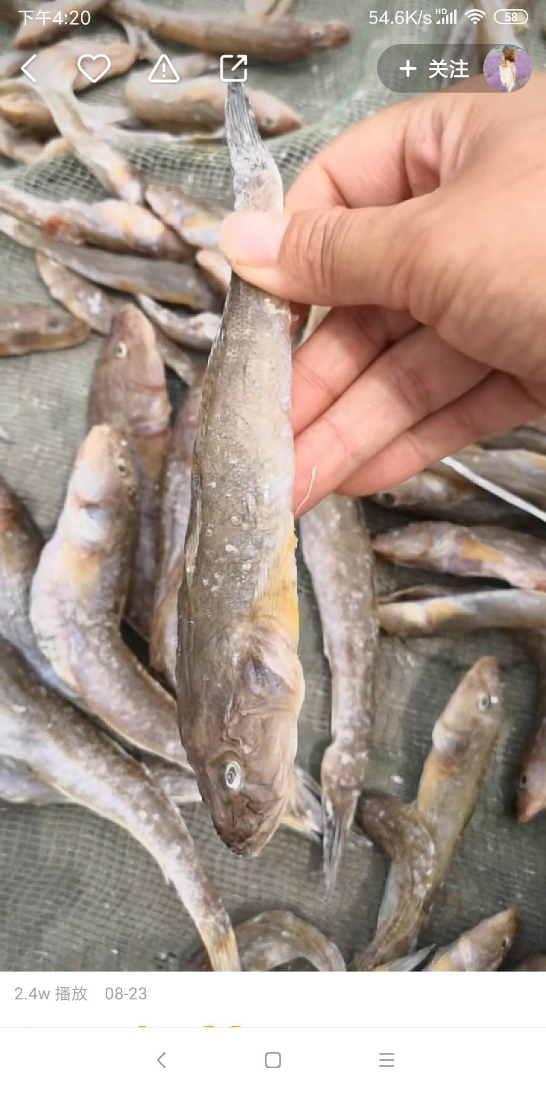 沙光鱼 咸鱼，油光鱼，，泥鳅鱼，30斤起批不包邮
