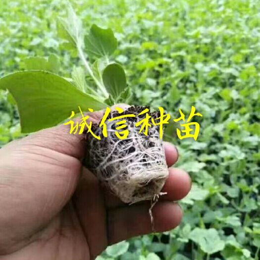 徐州美都西瓜苗 物有所值