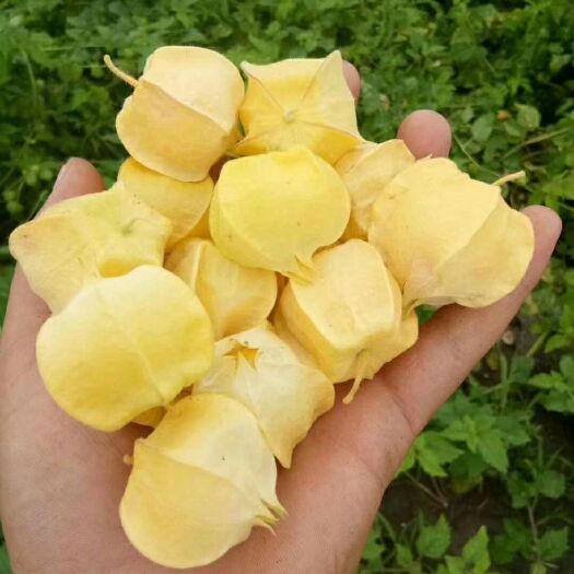 海伦市黄菇娘 菇娘果