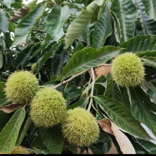 平邑县 大红袍板栗苗