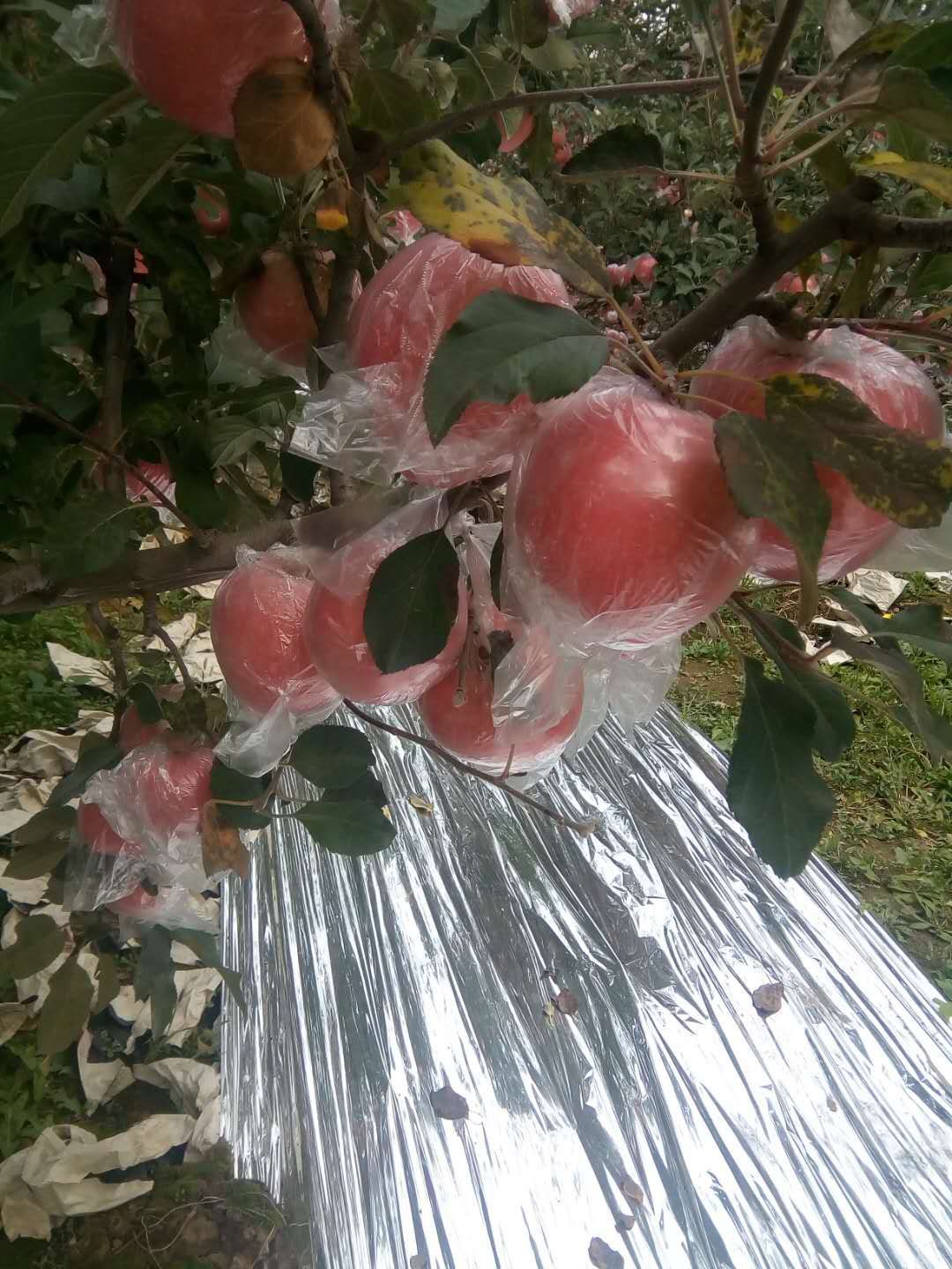 红富士苹果  红富士纸加膜