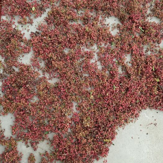 遵化市红花椒 二级 干花椒