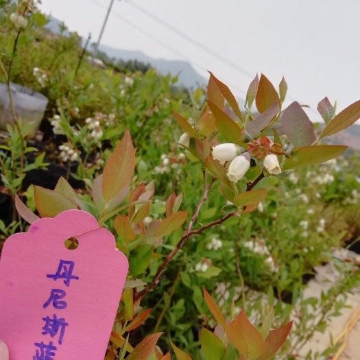 长兴县 优质北高品种蓝莓苗丹尼斯蓝可结果