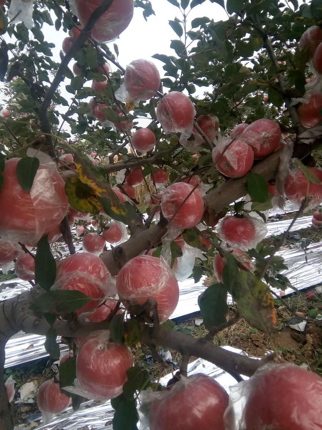 红富士苹果  红富士纸加膜