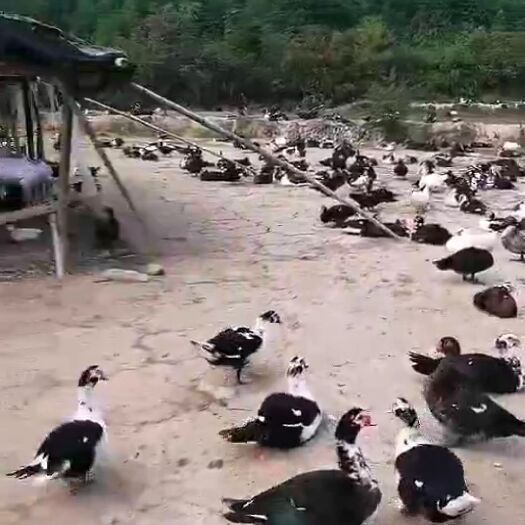 博白县肉鸭 5-6斤 统货 半圈养半散养