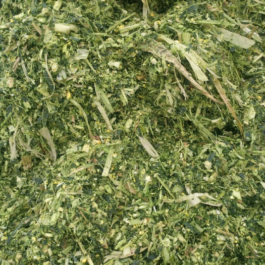 三原县玉米青贮  玉米带棒打包青贮草大量销售