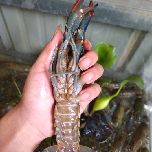 上栗县 大量出售澳洲淡水小龙虾