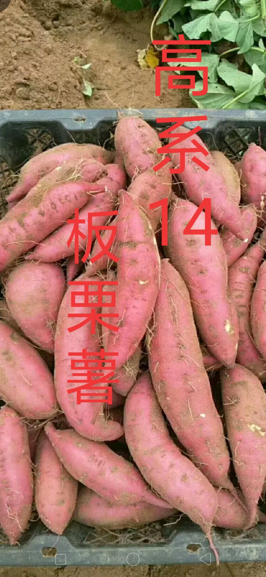 小香薯 海南香薯