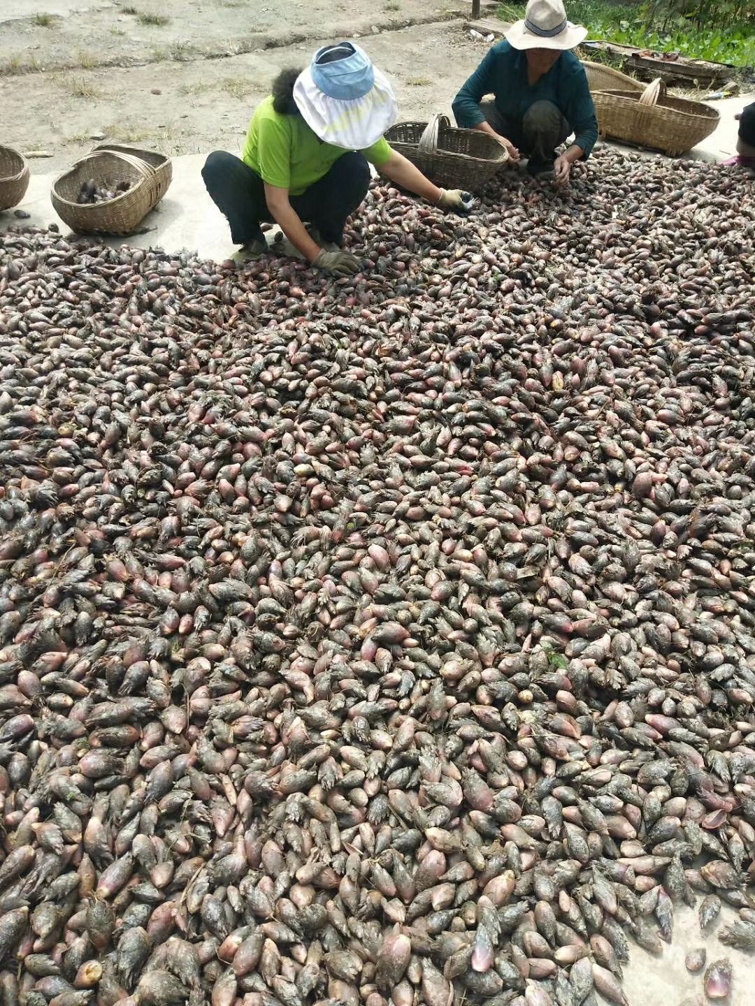 早熟阳荷种根种苗大根高产紫洋荷阳荷种根现货10斤起快递包邮