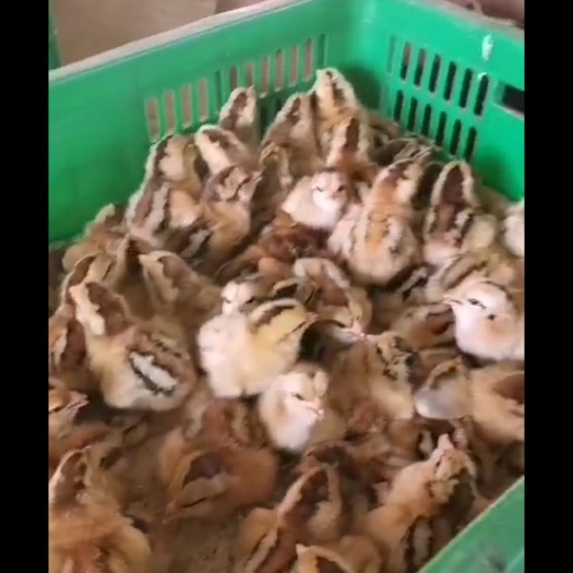 灵山县阉鸡苗 公