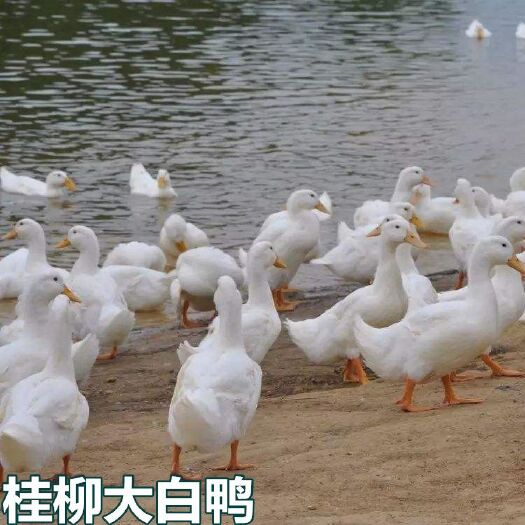南宁 桂柳白鸭苗
