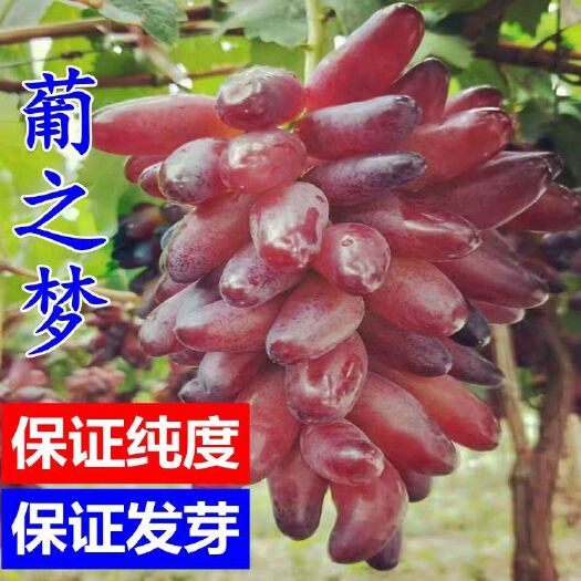 平邑县 葡之梦葡萄苗  
新品种  易管理
 保证纯度  保证发芽